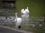  cygnes, Regent's Park